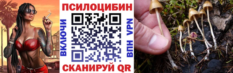где купить наркотик  omg ссылки  Галлюциногенные грибы Cubensis  Павловск 